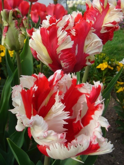Tulipa perroquet 'Estella Rynveld'
